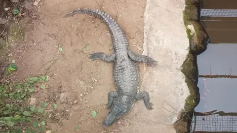 Dorota "Dee" Trajdos/Reuters A birds' eye view of a crocodile in an enclosure - water can be seen to the right of the animal, and vegetation to the left 